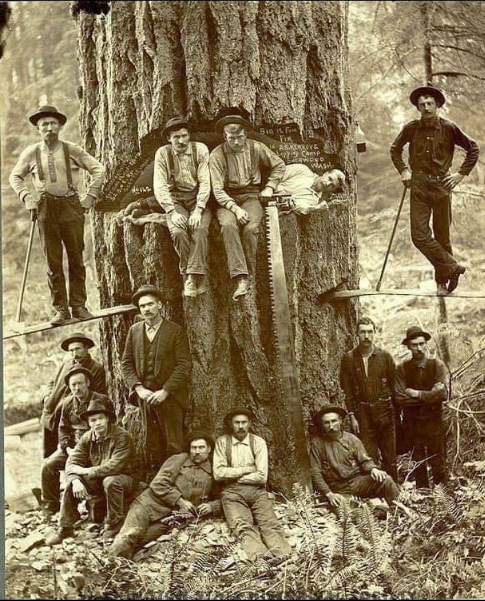 daily dose of pics - loggers in washington early 1900s - Big is Fou Fir AsKerreys Camp Sherwood Wash