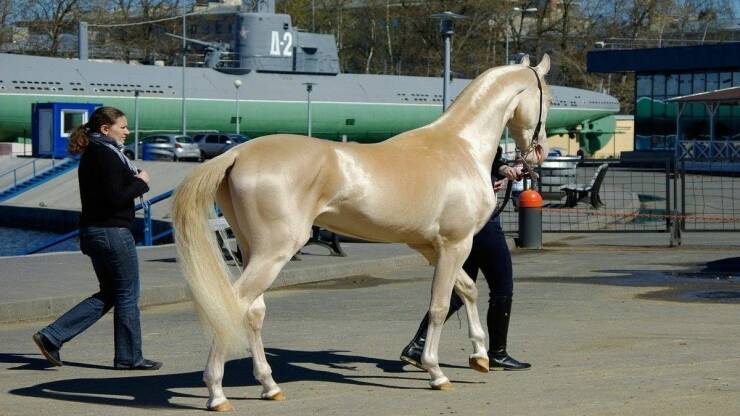 monday morning randomness - golden akhal teke horse price