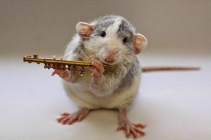 monday morning randomness - rats doing funny things - 22