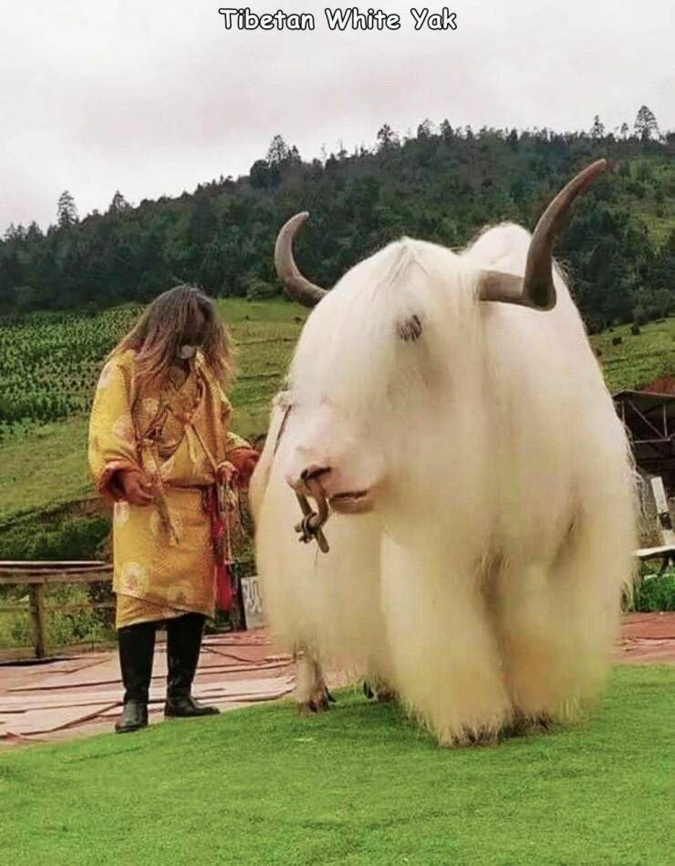 monday morning randomness - cow goat family - Tibetan White Yak
