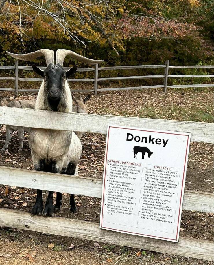 monday morning randomness - goat - Donkey General Information Donkeys are the smallest members of the equine family which also includes Horses, Zebras and Mules Donkeys can live up to 50 years Donkeys are stronger and smarter than Horses A male Donkey is 