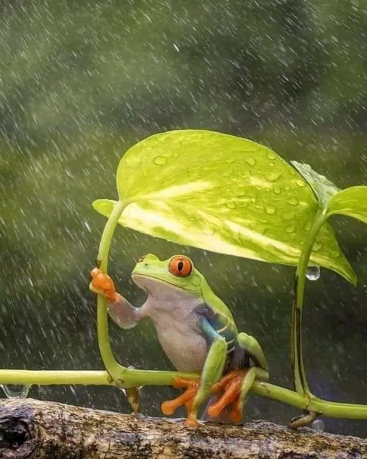 monday morning randomness - frog with a leaf umbrella