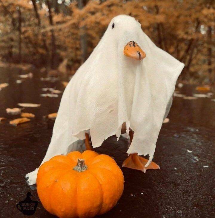 monday morning randomness - halloween - Dunkin Ducks