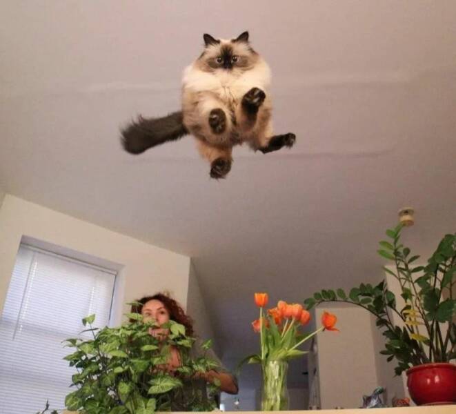 cool pics and funny photos - cat catapult