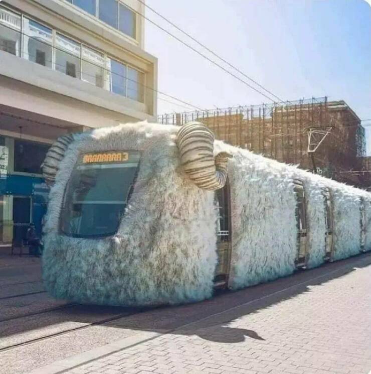 cool pics and funny photos - sheep on train - 3 www \\\