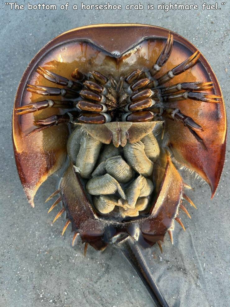 cool pics and funny photos - decapoda - "The bottom of a horseshoe crab is nightmare fuel." Trze