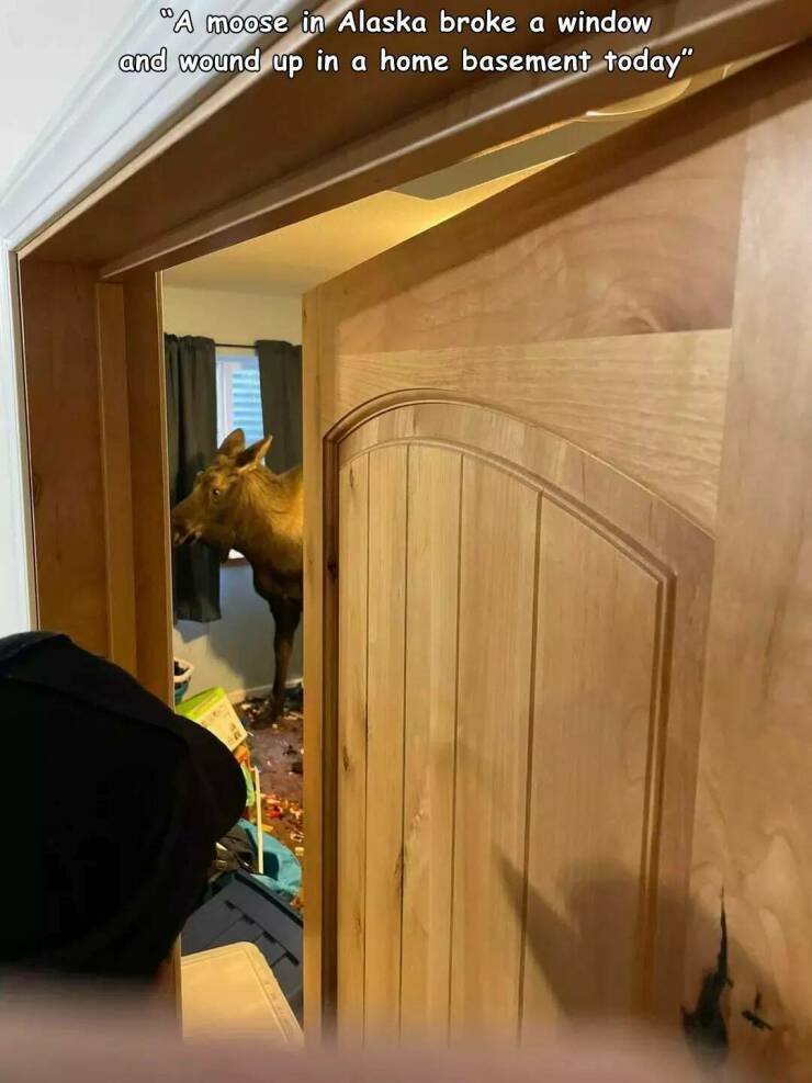 daily dose of randoms - door - "A moose in Alaska broke a window and wound up in a home basement today"