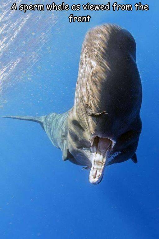 cool pics and photos - animal has the largest brain - A sperm whale as viewed from the front