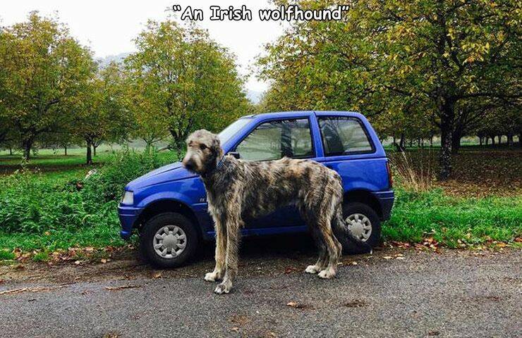cool random pics - irish wolfhound size - "An Irish wolfhound" M