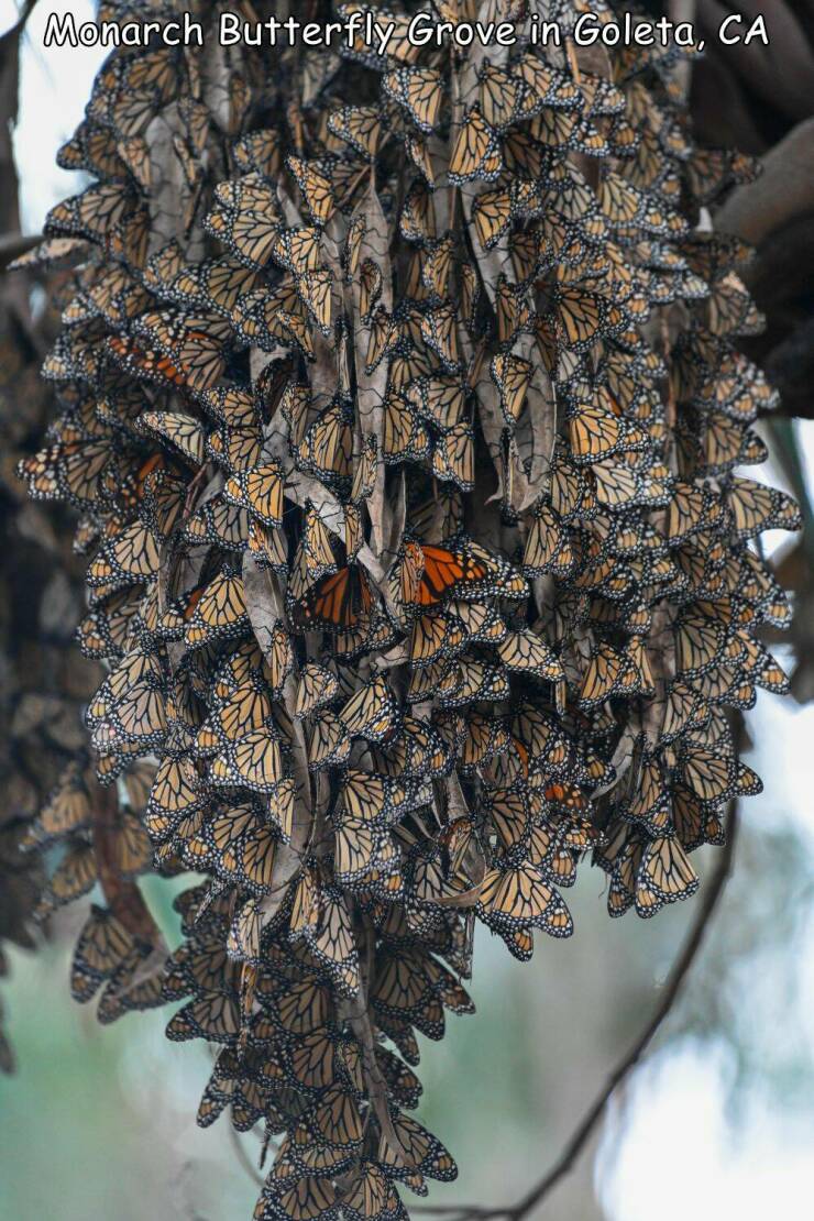 cool random pics - tree - Monarch Butterfly Grove in Goleta, Ca