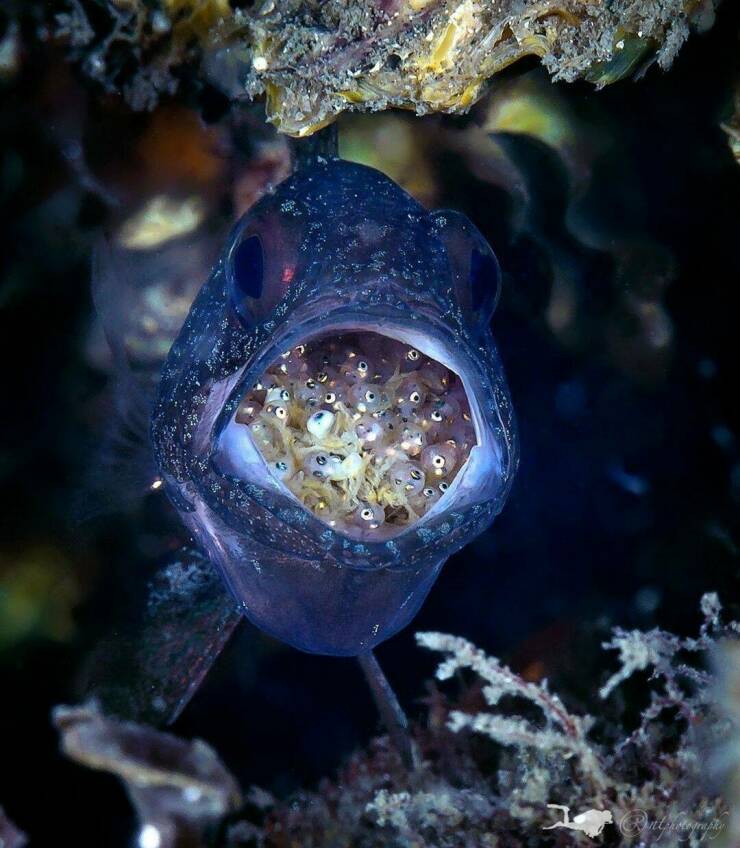 cool pics and memes  - fish holding babies in mouth - Bentzistography