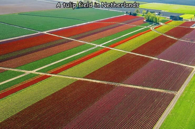 cool pics and memes  - field - A tulip field in Netherlands