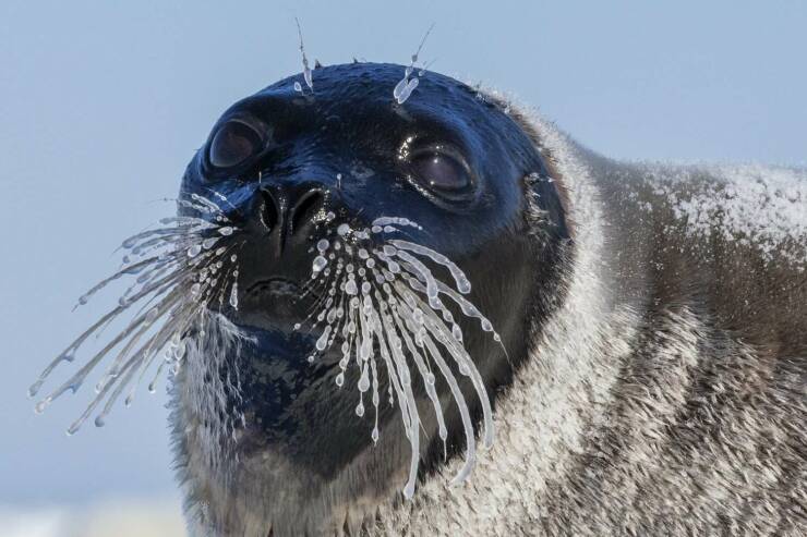 cool pics and memes  - seal with big whiskers