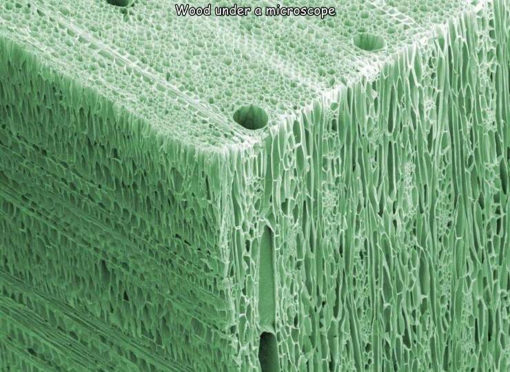 cool pics and memes  - wood under electron microscope - Wood under a microscope