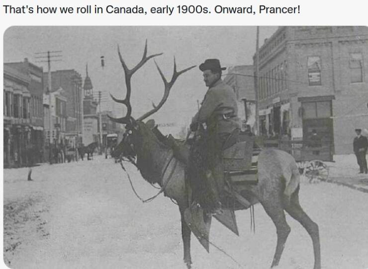 cool pics and memes  - elk rider - That's how we roll in Canada, early 1900s. Onward, Prancer!