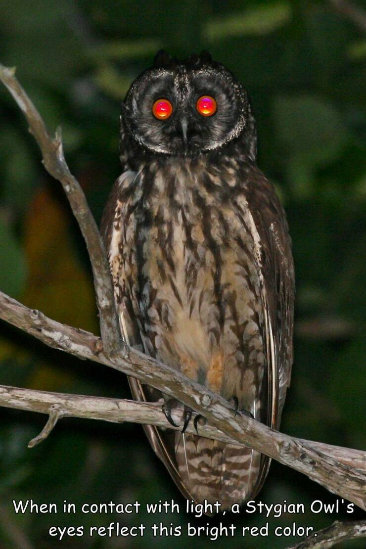 cool pics and memes  - stygian owl reddit - When in contact with light, a Stygian Owl's eyes reflect this bright red color.