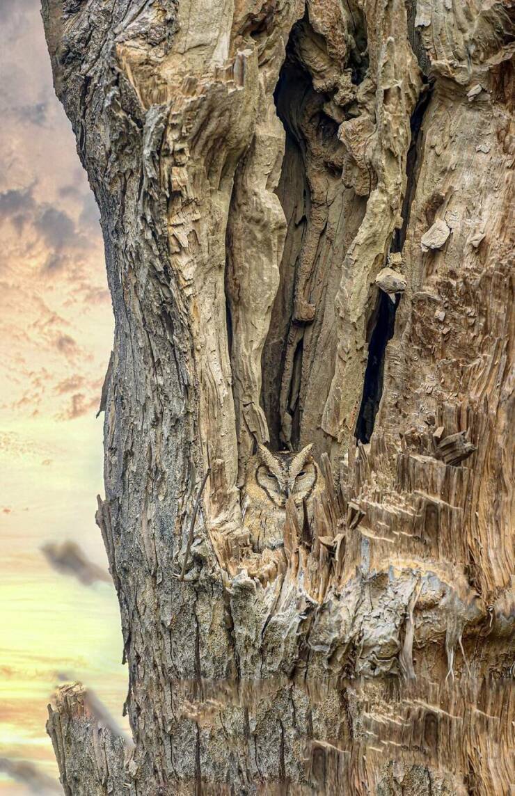 cool pics and memes  - indian scops owl camouflage