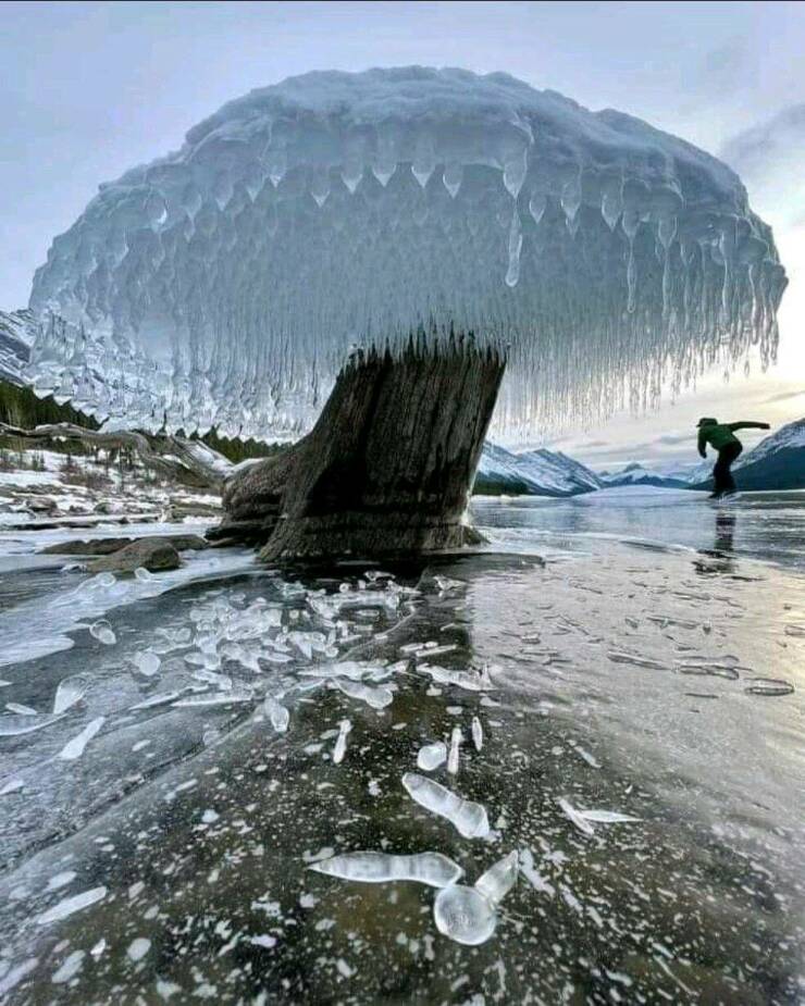 cool random pics - ice tree in canada