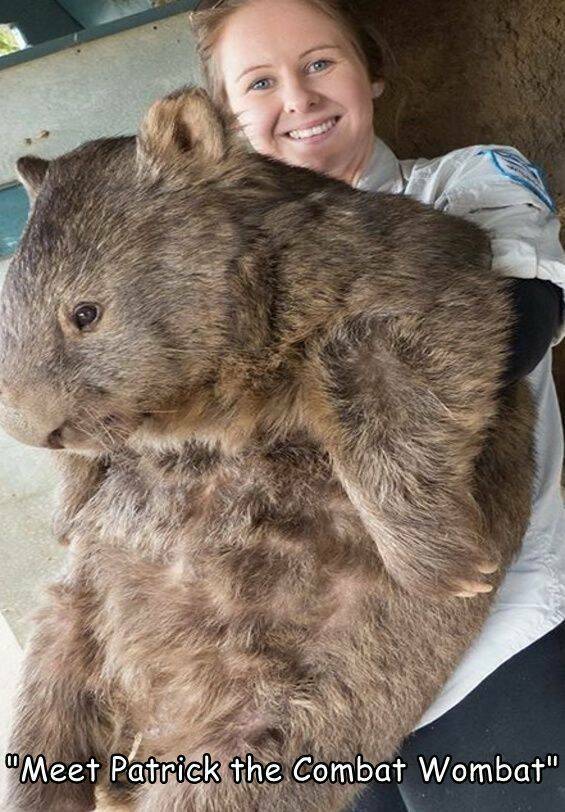 funny pics and cool randoms - wombat animal - "Meet Patrick the Combat Wombat"