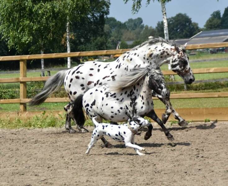 cool pics and random photos - appaloosa horse and dalmatian