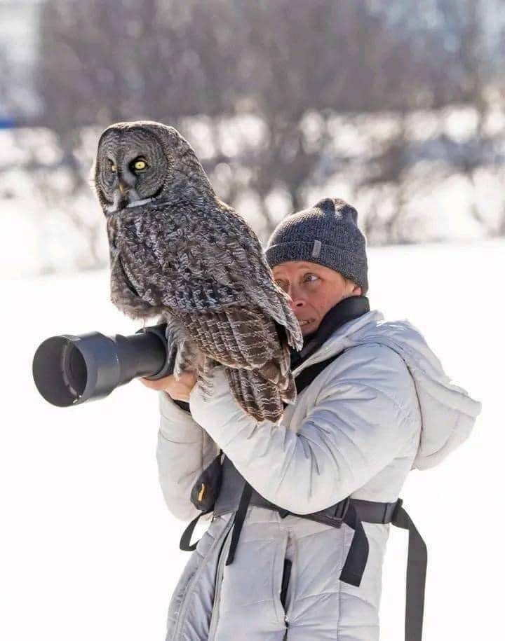 cool pics and random photos - great grey owl lands on camera - Nxx