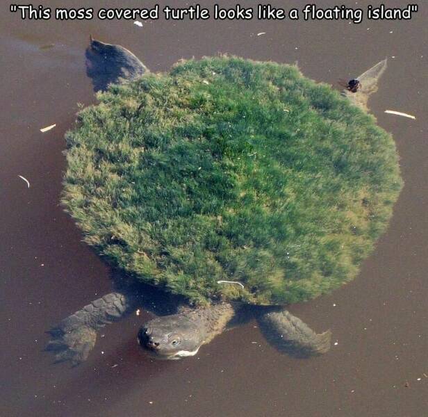 cool pics and random photos - turtle with moss on shell - "This moss covered turtle looks a floating island"