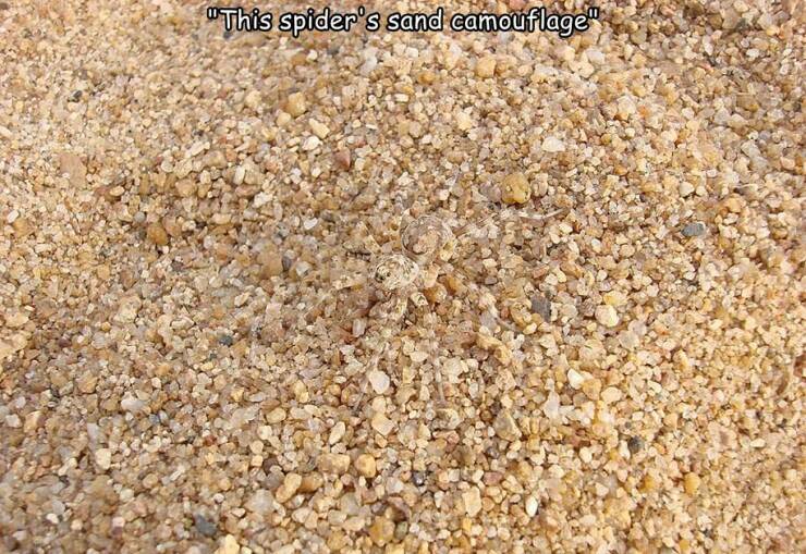 cool pics and random photos - try to find animal - "This spider's sand camouflage"