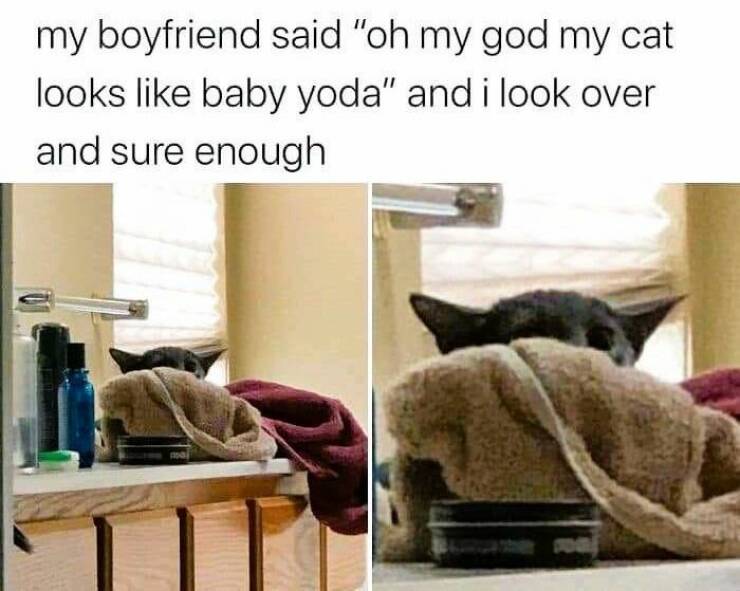 monday morning randomness - cat - my boyfriend said "oh my god my cat looks baby yoda" and i look over and sure enough