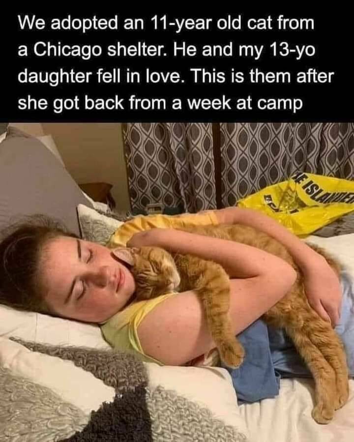 monday morning randomness - photo caption - We adopted an 11year old cat from a Chicago shelter. He and my 13yo daughter fell in love. This is them after she got back from a week at camp Le Islan