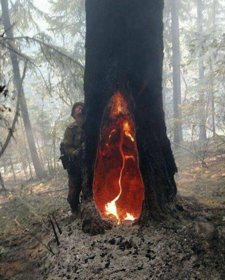 cool random pics - inside of a burned tree