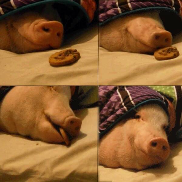 cool random pics - pig in a blanket meme