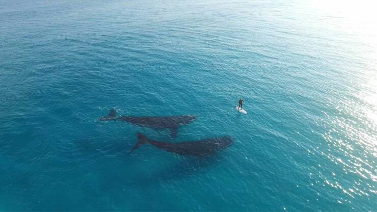 cool random pics - paddle boarder and whale