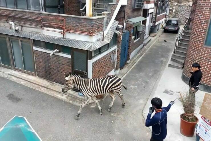 cool random pics - seoul zebra