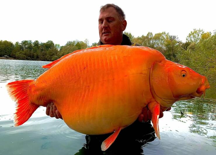 cool random pics - 67 pound goldfish