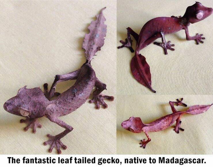 cool random pics - satanic crested gecko - The fantastic leaf tailed gecko, native to Madagascar.
