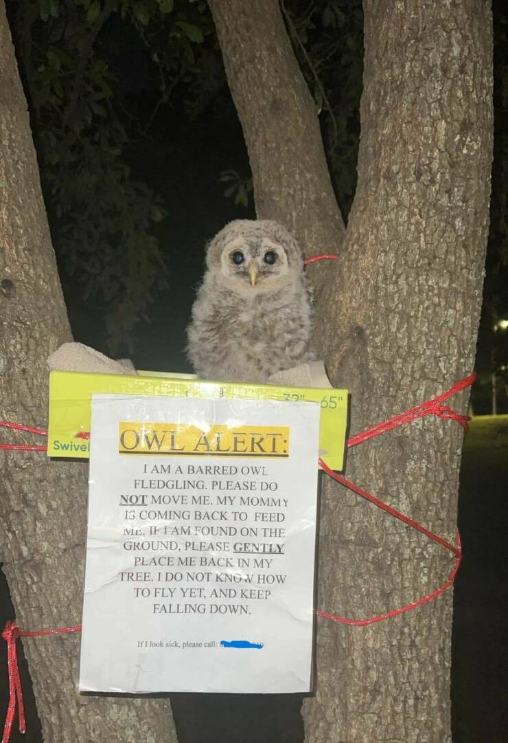 monday morning randomness - owl - Swivel Ip 29" 65" Owl Alert I Am A Barred Owl Fledgling. Please Do Not Move Me. My Mommy Is Coming Back To Feed Me. If I Am Found On The Ground, Please Gently Place Me Back In My Tree. I Do Not Know How To Fly Yet, And Ke