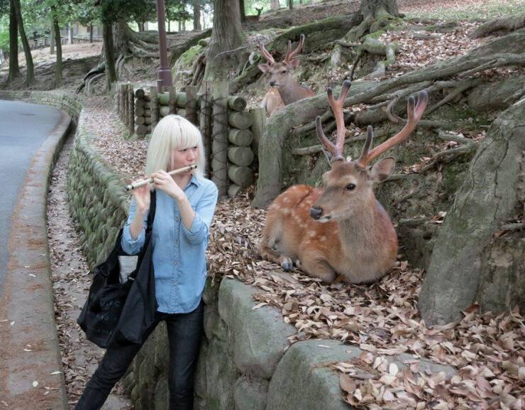 woman playing flute to deer