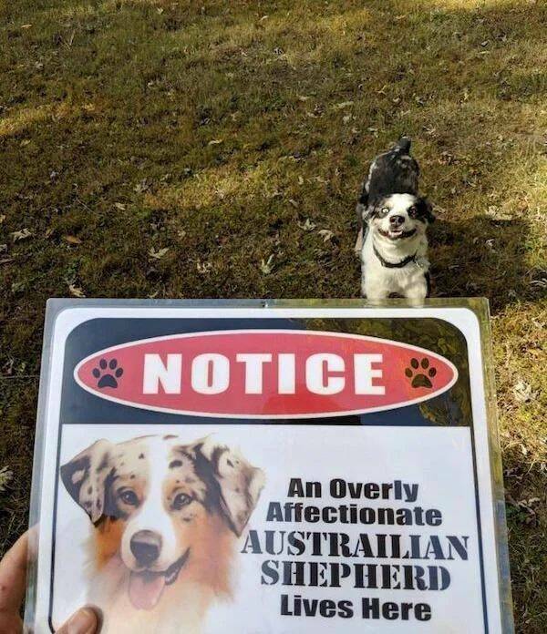 cool random pics - dog - Notice An Overly Affectionate Austrailian Shepherd Lives Here