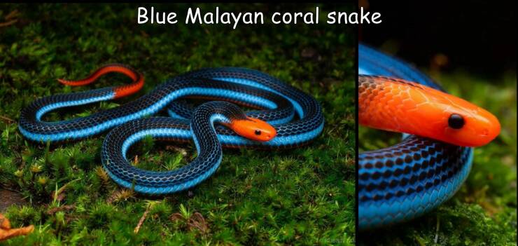cool random pics - serpent - Blue Malayan coral snake Rebina