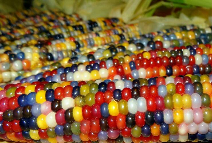 cool random pics - gems corn