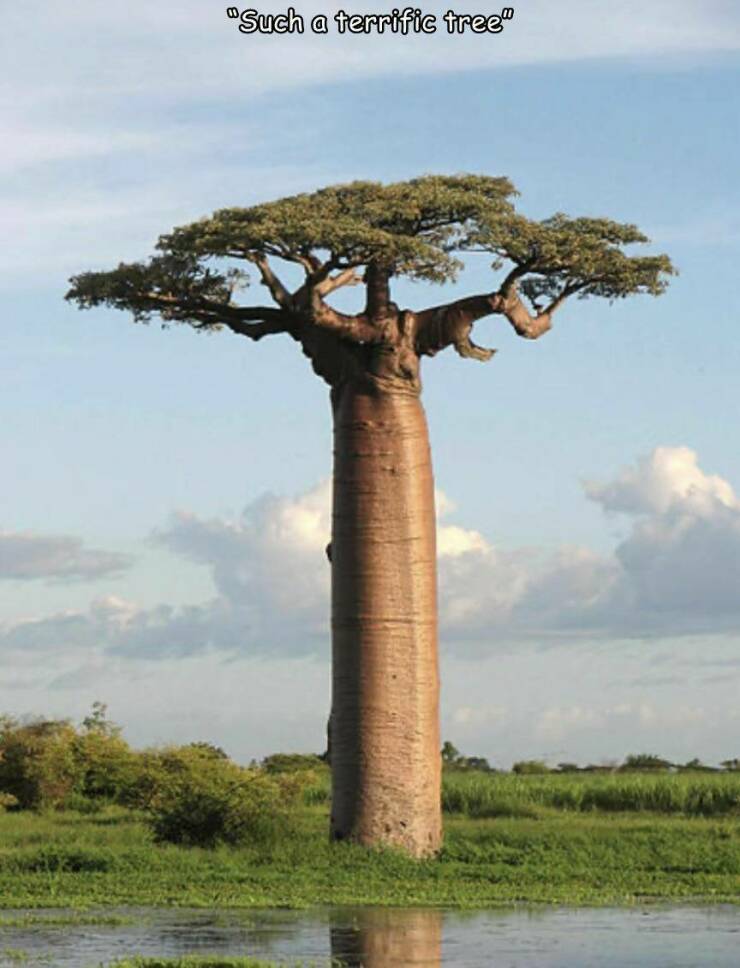 cool random pics - baobab tree pronunciation - "Such a terrific tree"