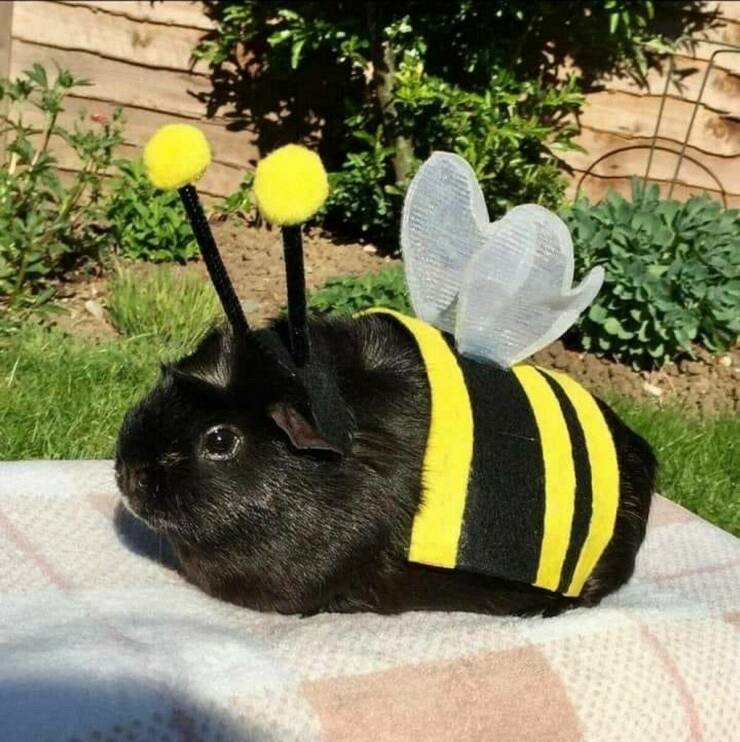 cool random pics - guinea pig bumble bee