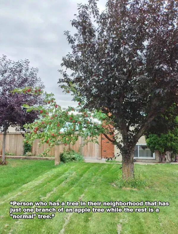 cool random pics - 16 people who had to rub their eyes to believe what they saw - "Person who has a tree in their neighborhood that has just one branch of an apple tree while the rest is a "normal" tree.