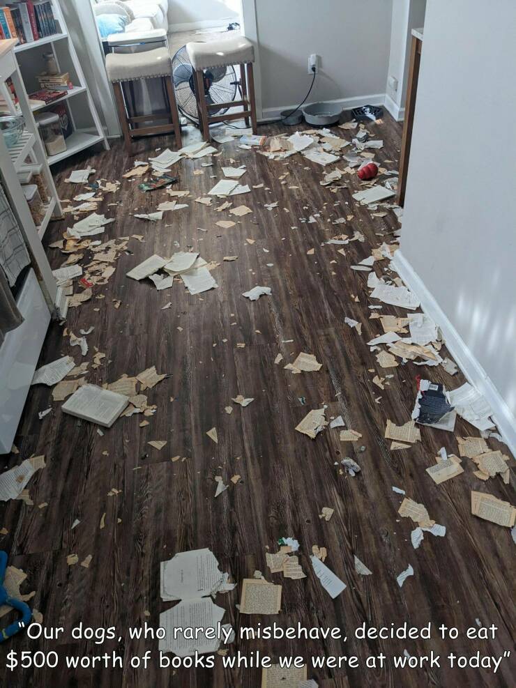 cool random pics - floor - "Our dogs, who rarely misbehave, decided to eat $500 worth of books while we were at work today"