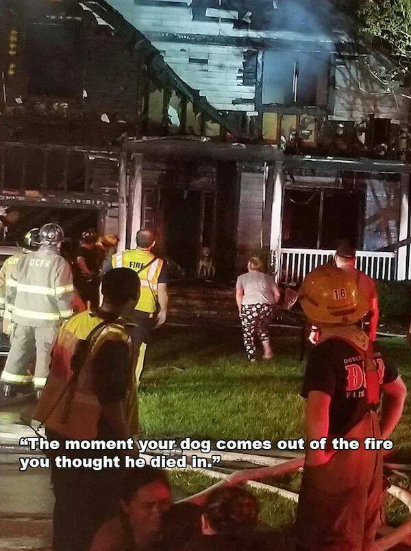 cool random pics -  temple - Na D Ocfr Fire 16 Donce Dy Fire W The moment your dog comes out of the fire you thought he died in."