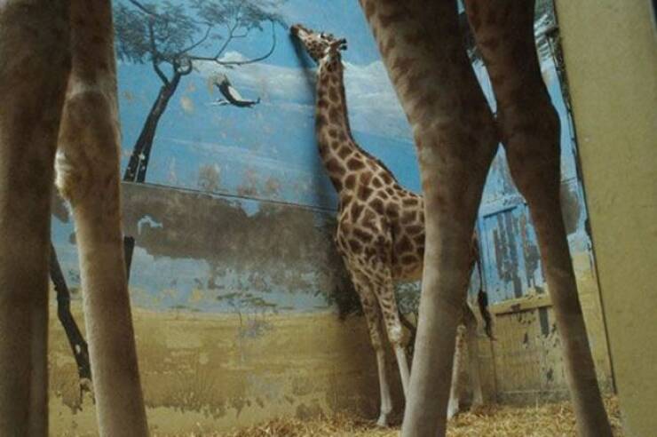 cool random pics - giraffe