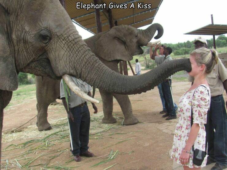 cool random pics - elephants and mammoths - Elephant Gives A Kiss