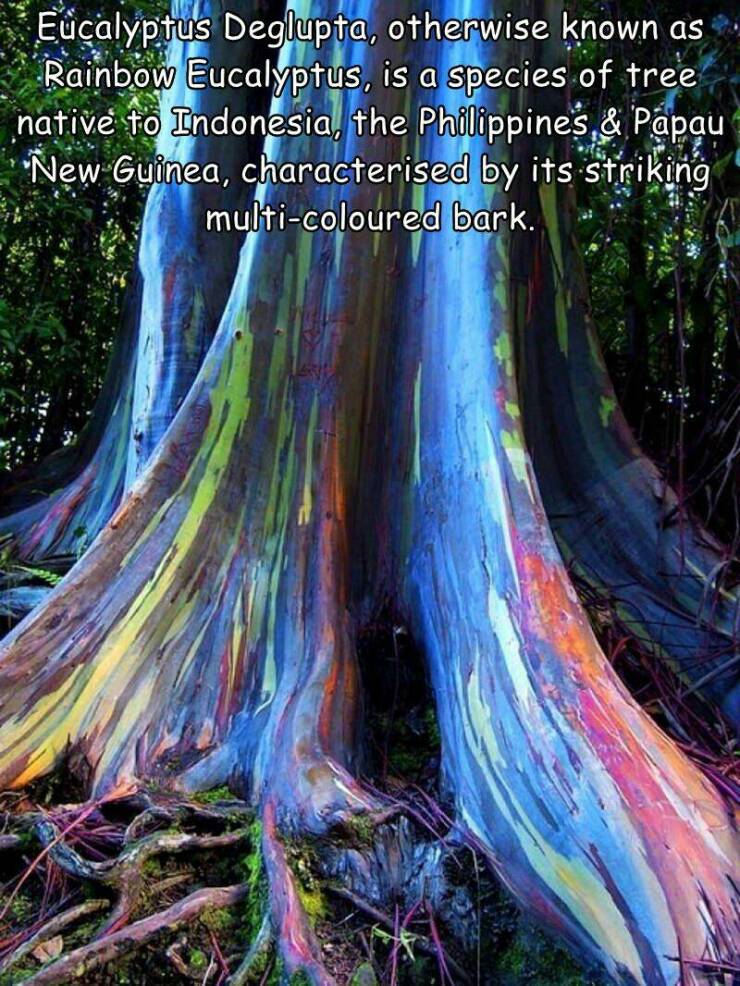 cool random pics - tree - Eucalyptus Deglupta, otherwise known as Rainbow Eucalyptus, is a species of tree native to Indonesia, the Philippines & Papau New Guinea, characterised by its striking multicoloured bark.