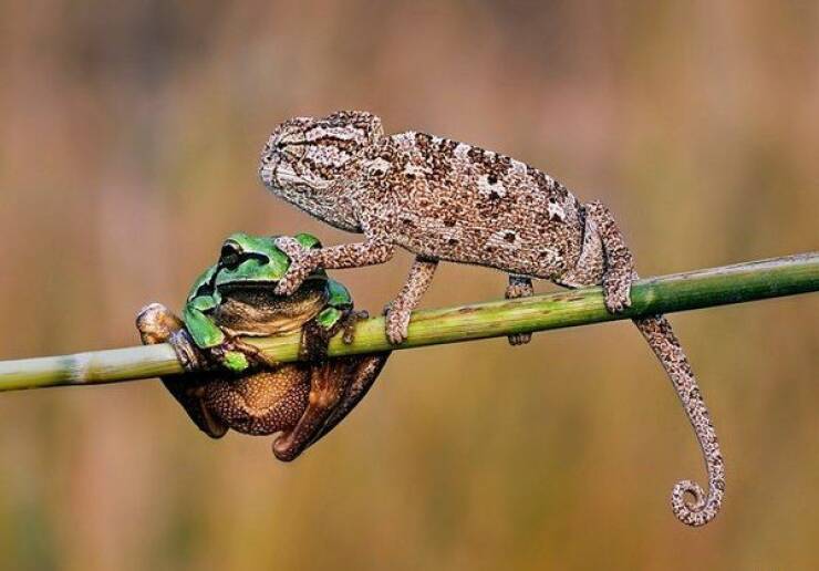 cool pics and photos - chameleon frog honk