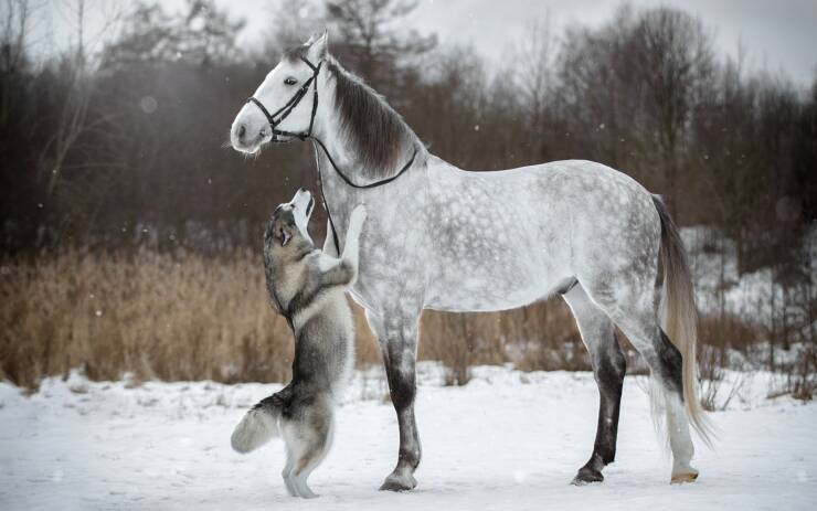 cool pics and photos - white horse and dog